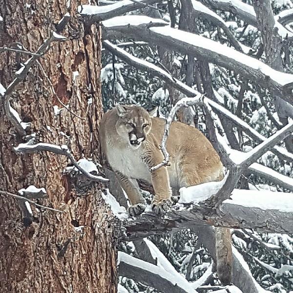 Capitol Peak Outfitters - Guided Mountain Lion Hunt - ABO Outfitters