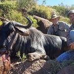 Tootabi Hunting Safaris - 7 Days  - 2 Trophy Animals - ABO Outfitters