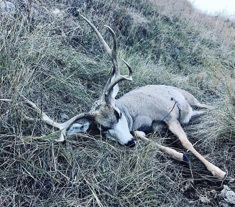 Bloody Creek Outfitters - Guided Deer Bow Hunt - ABO Outfitters